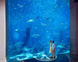 There are aqua venture Water Park and the huge aquarium with more than 65000 mammals There are aqua venture Water Park and the huge aquarium with more than 65000 mammals.